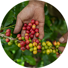 organic-beans